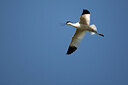 BUITEN BEELD Foto: 449871