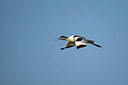 BUITEN BEELD Foto: 449876