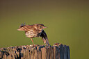 BUITEN BEELD Foto: 449882