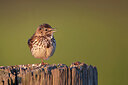 BUITEN BEELD Foto: 449886