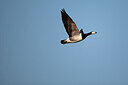 BUITEN BEELD Foto: 449890