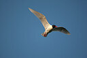 BUITEN BEELD Foto: 449892