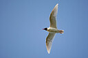 BUITEN BEELD Foto: 449894