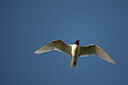 BUITEN BEELD Foto: 449896