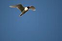 BUITEN BEELD Foto: 449897