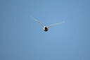 BUITEN BEELD Foto: 449898