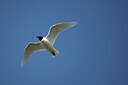 BUITEN BEELD Foto: 449902