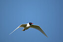 BUITEN BEELD Foto: 449904