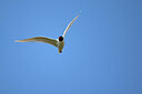 BUITEN BEELD Foto: 449905