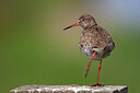 BUITEN BEELD Foto: 449906