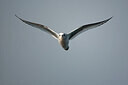 BUITEN BEELD Foto: 449910