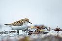 BUITEN BEELD Foto: 449913