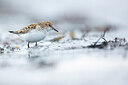 BUITEN BEELD Foto: 449916