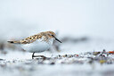 BUITEN BEELD Foto: 449917