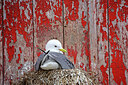 BUITEN BEELD Foto: 449926