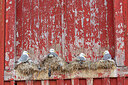 BUITEN BEELD Foto: 449928