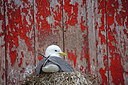 BUITEN BEELD Foto: 449929
