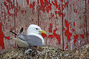BUITEN BEELD Foto: 449930