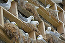 BUITEN BEELD Foto: 449934
