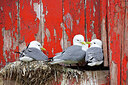 BUITEN BEELD Foto: 449936