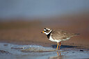 BUITEN BEELD Foto: 449940