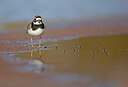 BUITEN BEELD Foto: 449941