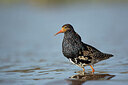 BUITEN BEELD Foto: 449949