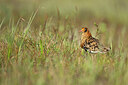 BUITEN BEELD Foto: 449950