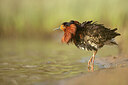 BUITEN BEELD Foto: 449953
