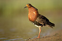 BUITEN BEELD Foto: 449955