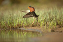 BUITEN BEELD Foto: 449957