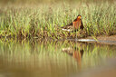 BUITEN BEELD Foto: 449958