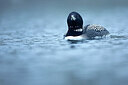 BUITEN BEELD Foto: 449962