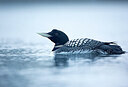 BUITEN BEELD Foto: 449964