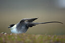 BUITEN BEELD Foto: 449968