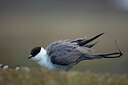 BUITEN BEELD Foto: 449971