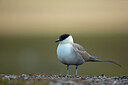 BUITEN BEELD Foto: 449974