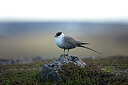 BUITEN BEELD Foto: 449978