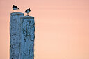 BUITEN BEELD Foto: 449988