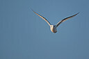 BUITEN BEELD Foto: 449990