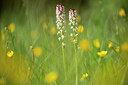 BUITEN BEELD Foto: 450011