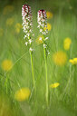 BUITEN BEELD Foto: 450013