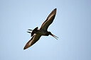 BUITEN BEELD Foto: 450058