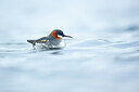 BUITEN BEELD Foto: 450063