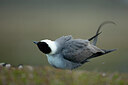 BUITEN BEELD Foto: 450066