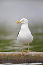 BUITEN BEELD Foto: 450075
