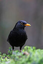 BUITEN BEELD Foto: 450078