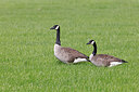 BUITEN BEELD Foto: 450096