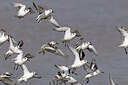 BUITEN BEELD Foto: 450097