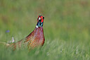 BUITEN BEELD Foto: 450101